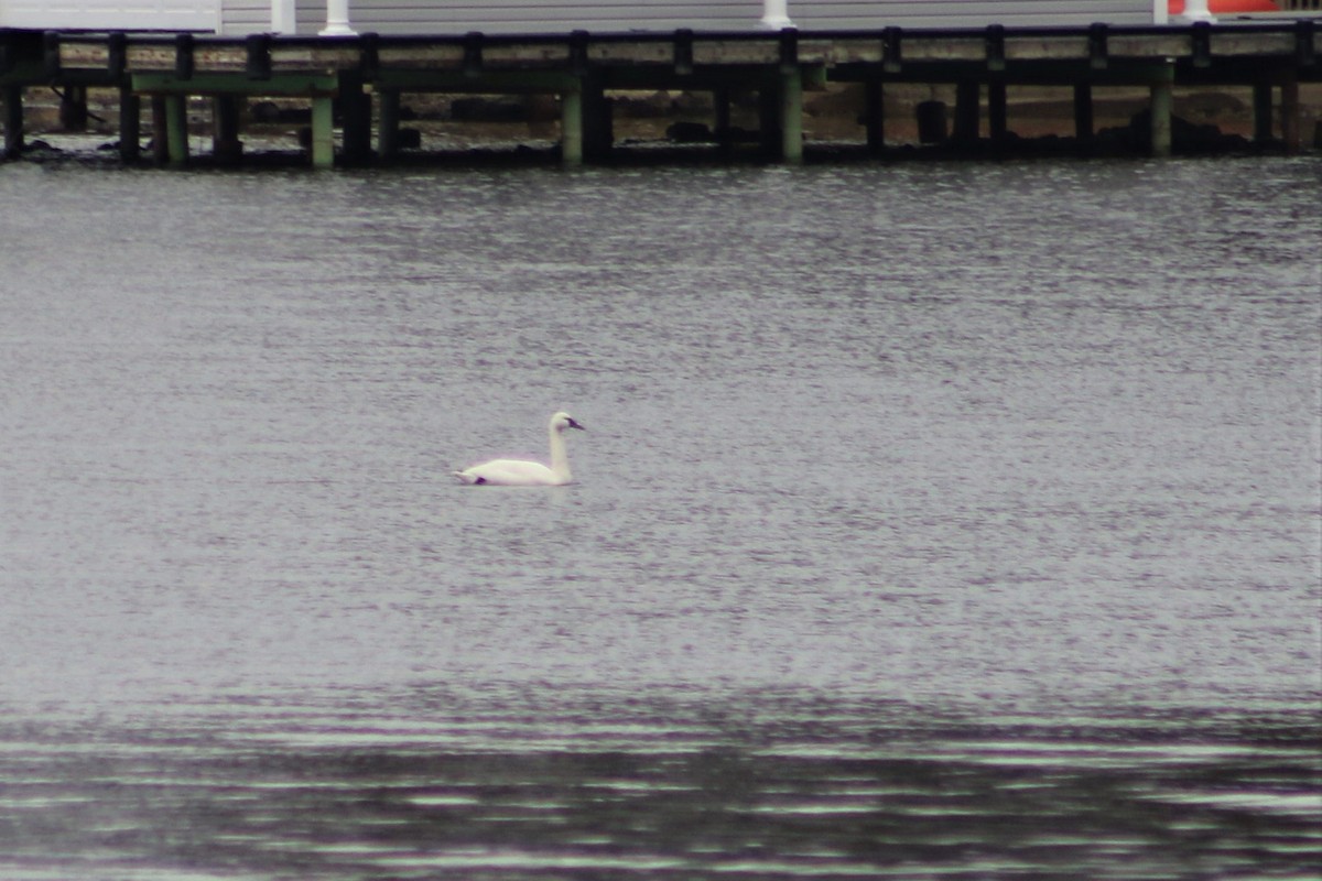 Tundra Swan - ML527082071