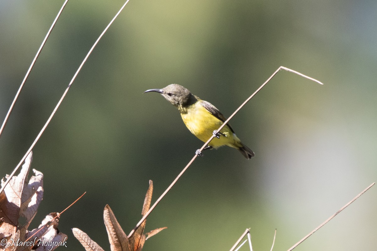 Apricot-breasted Sunbird - ML527082541