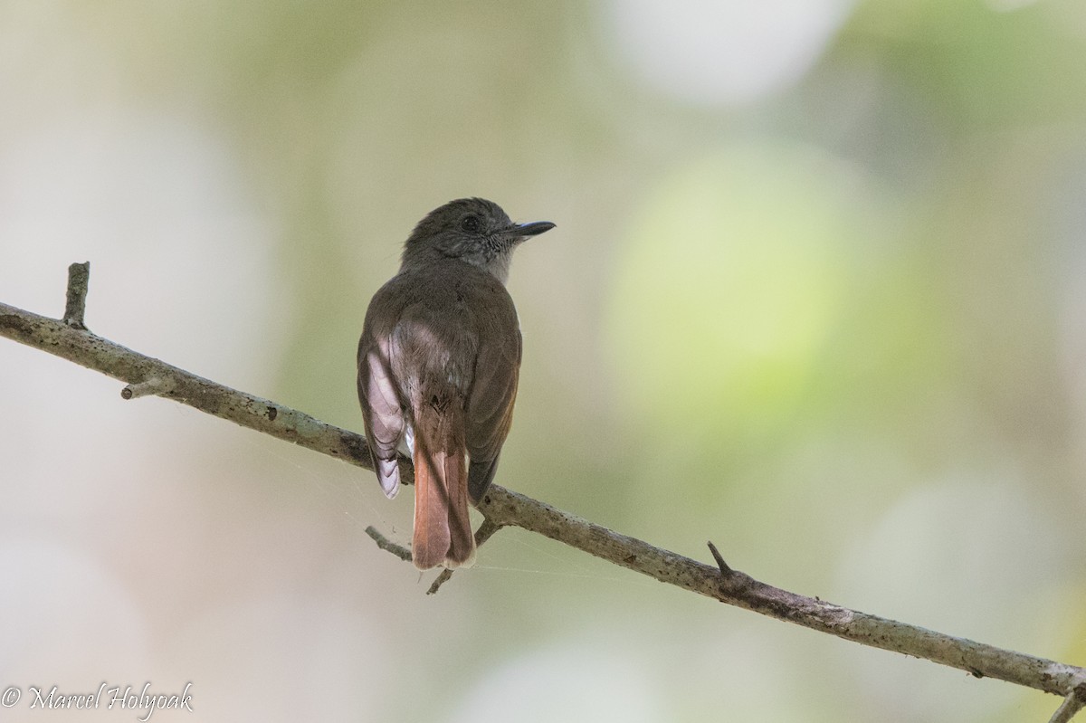 Sumba Jungle Flycatcher - ML527083121