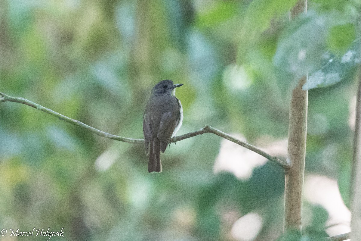 Sumba Jungle Flycatcher - ML527083131