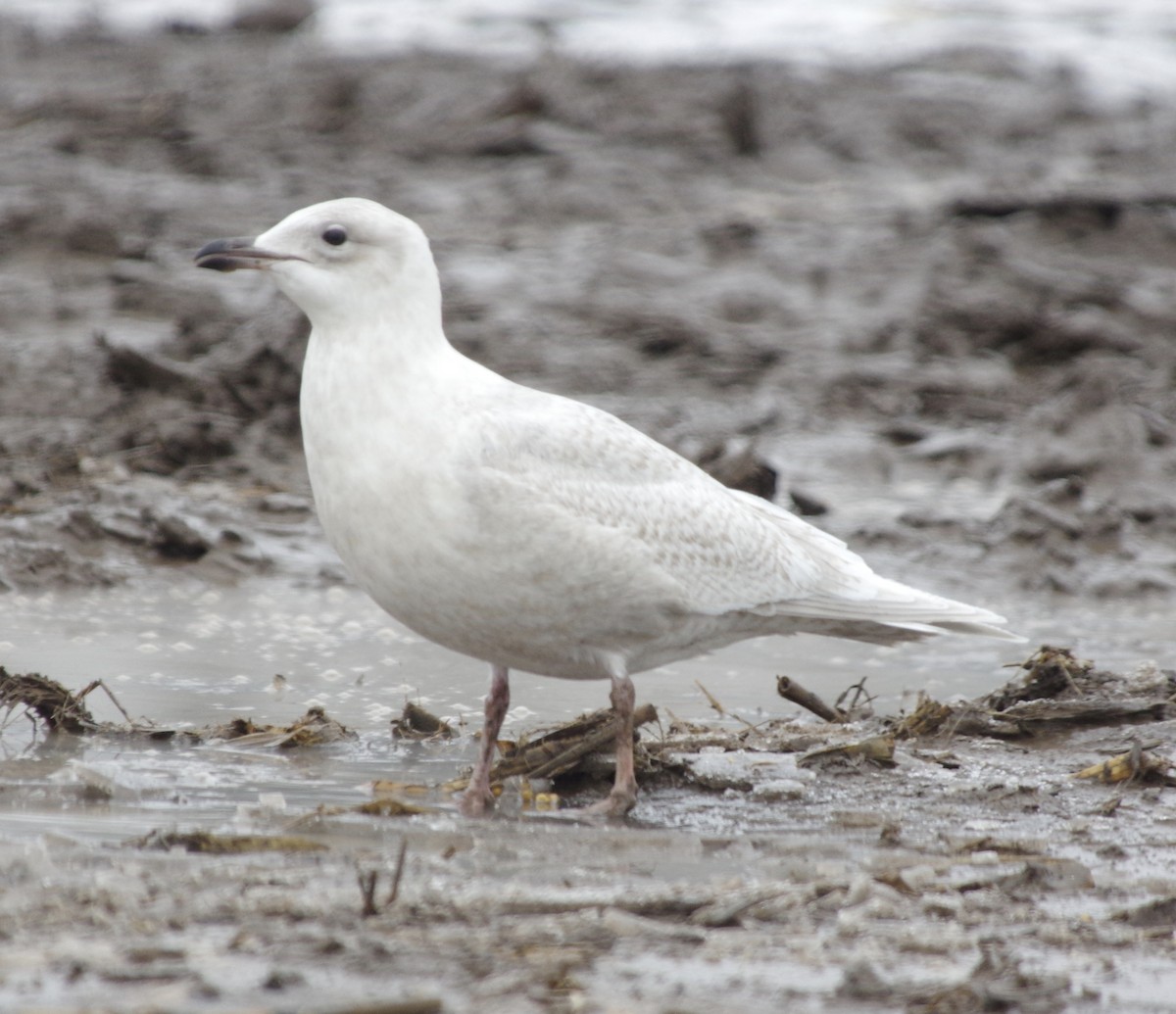 Iceland Gull (kumlieni) - ML527084281