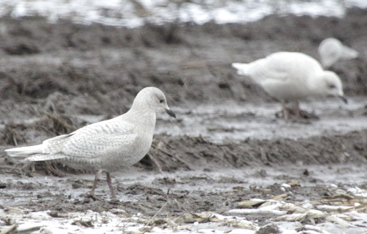 Iceland Gull (kumlieni) - ML527084321