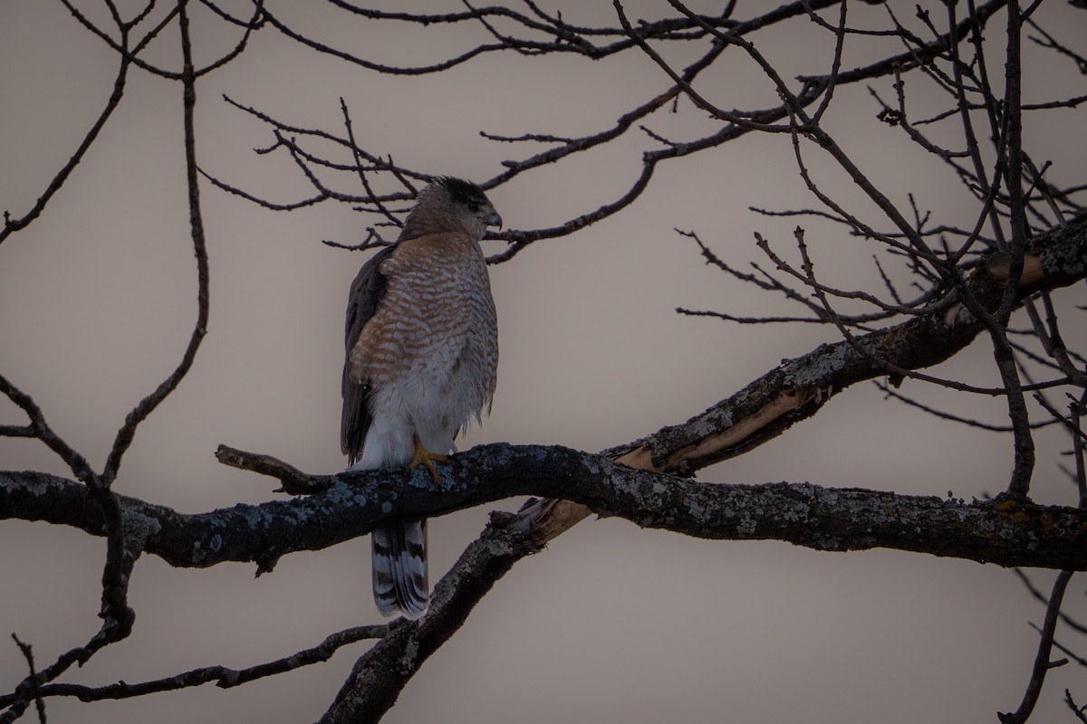 Cooper's Hawk - ML527085241