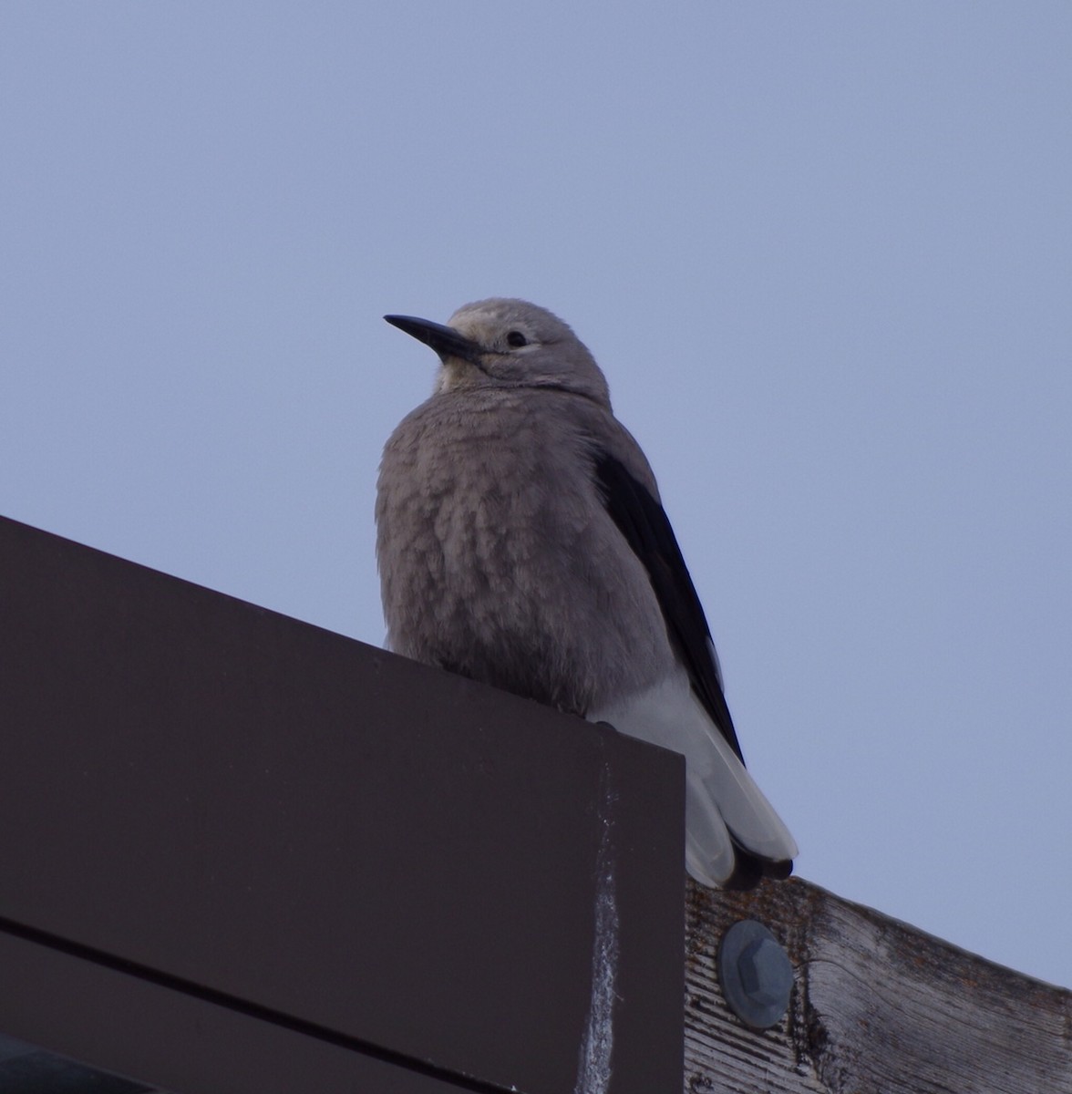 Clark's Nutcracker - Clayton Gallaway