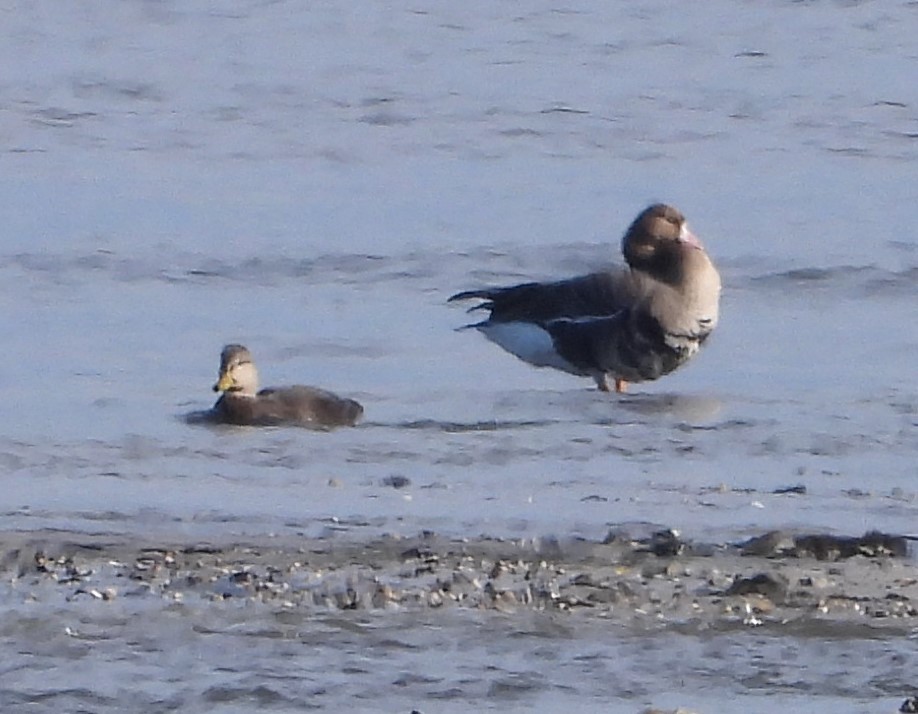 American Black Duck - Franqui Illanes