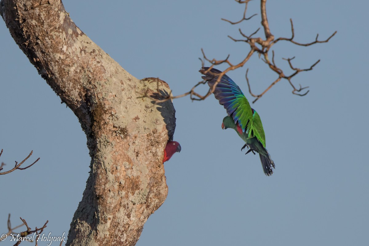 Sumba Eclectus - ML527085861