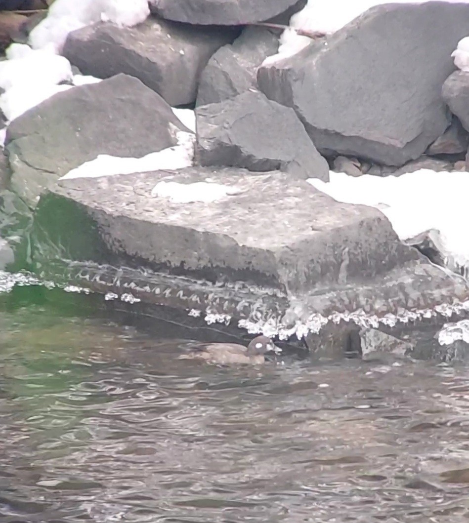 Harlequin Duck - ML527086961