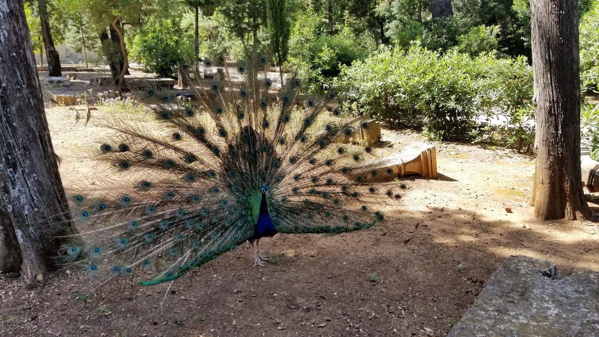 Indian Peafowl (Domestic type) - ML527087301