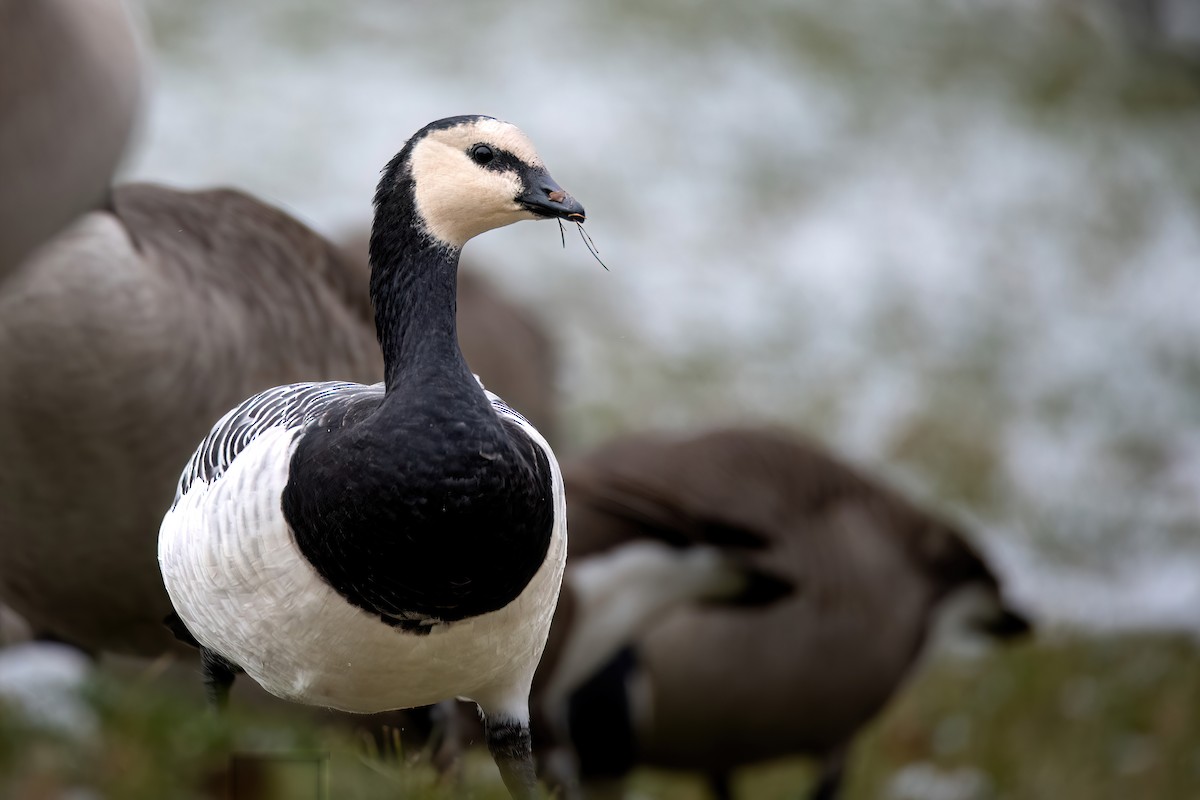 Barnacle Goose - Kieran Barlow