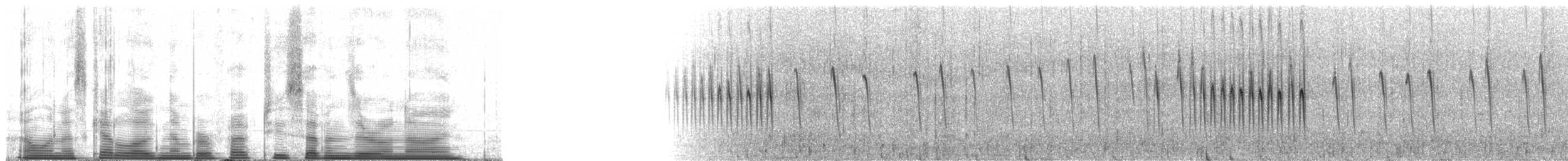 Kestane Kanatlı Sinklot - ML52709