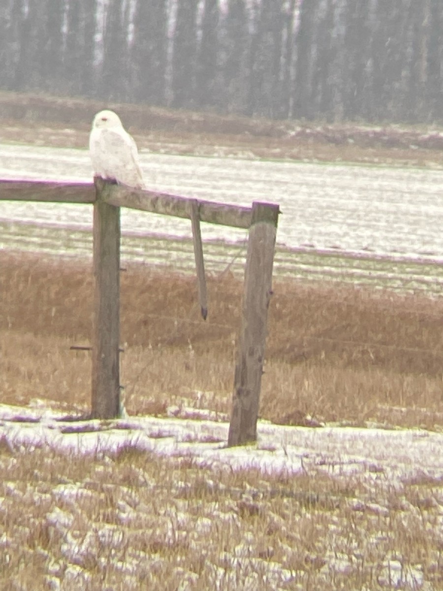 Snowy Owl - ML527090201