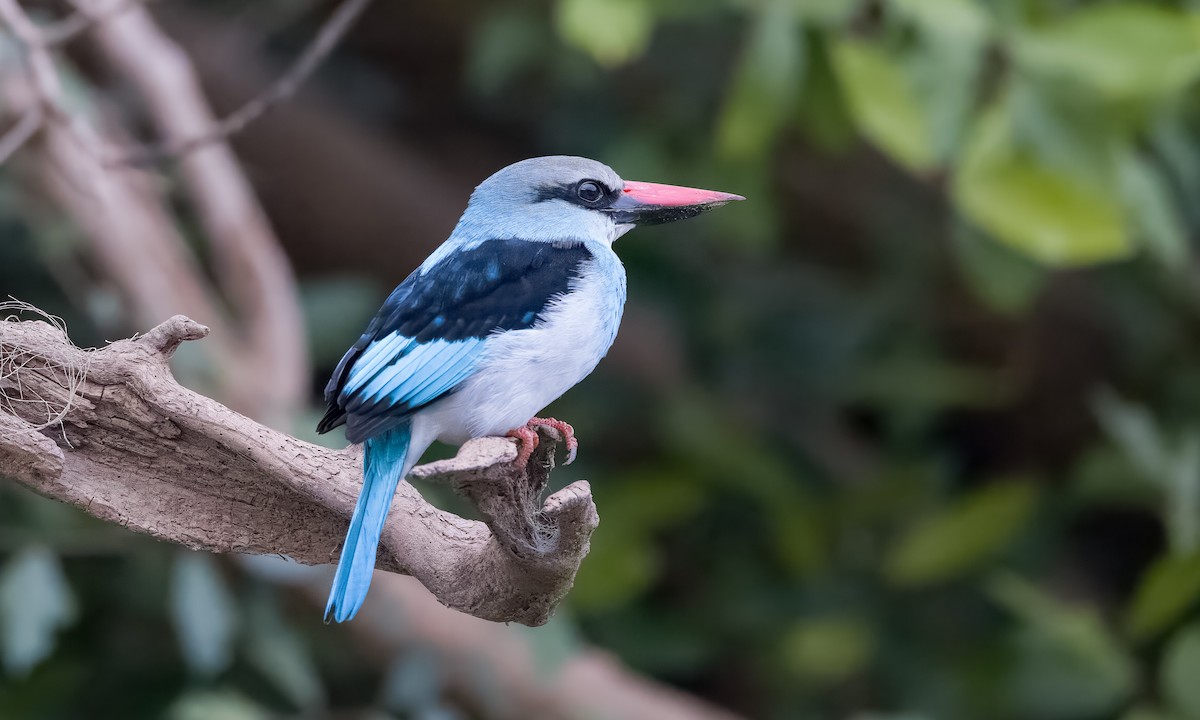 Blue-breasted Kingfisher - Ben Loehnen