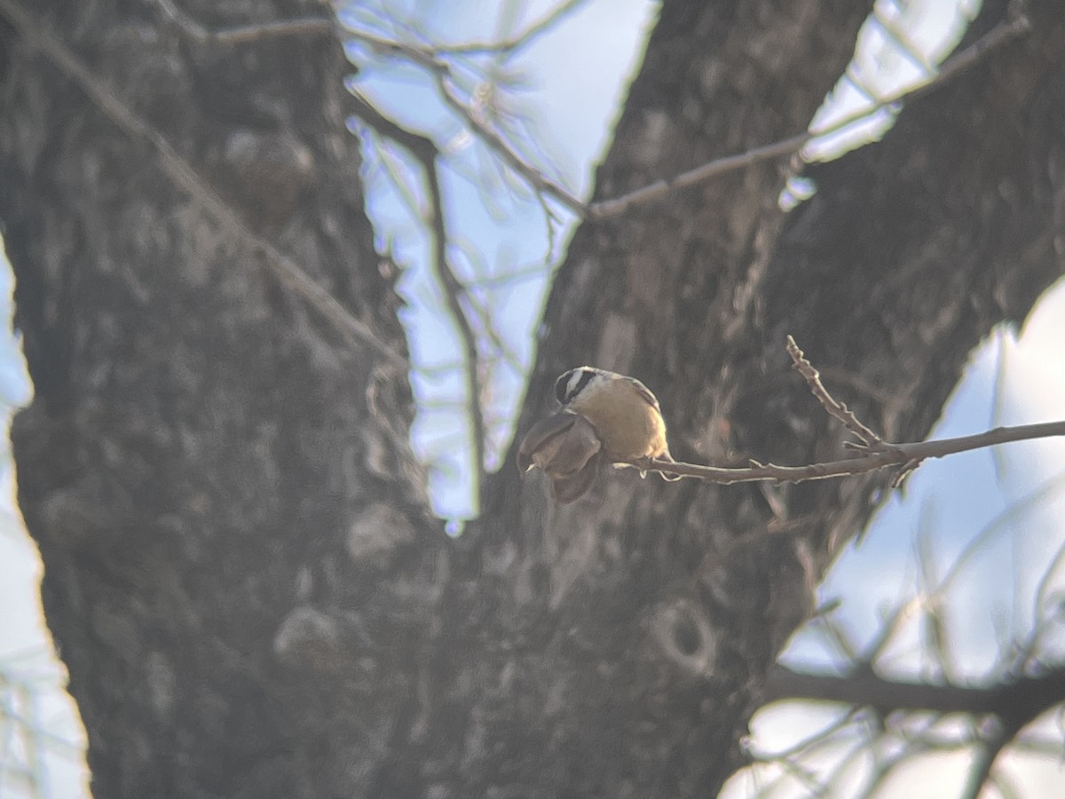 Red-breasted Nuthatch - ML527090951