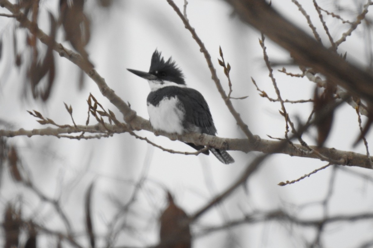 Belted Kingfisher - ML527091781