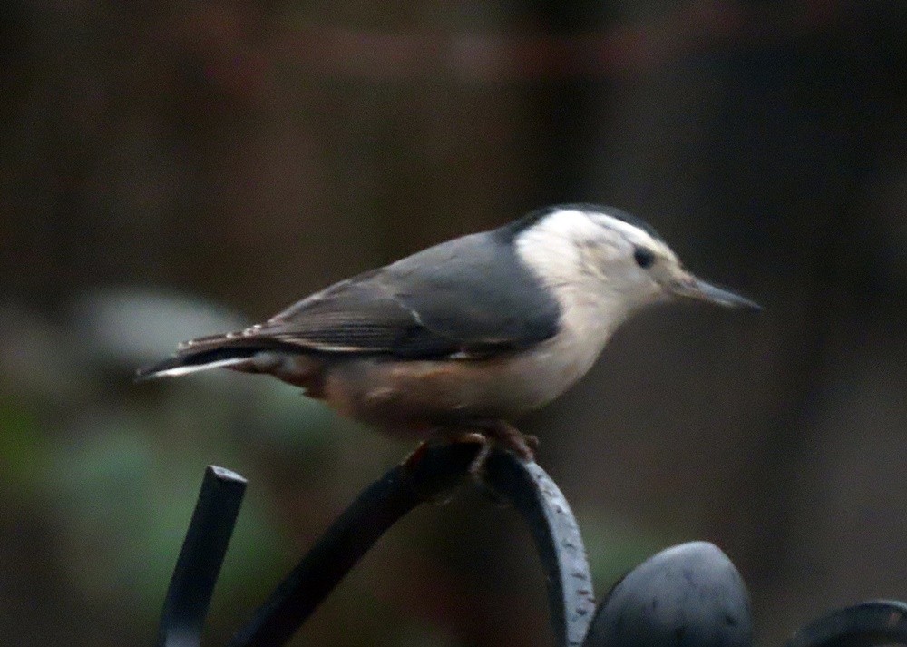 White-breasted Nuthatch - ML527091911