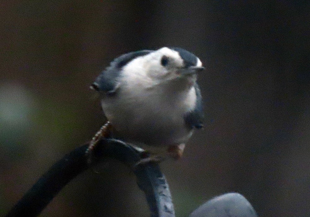 White-breasted Nuthatch - ML527091931