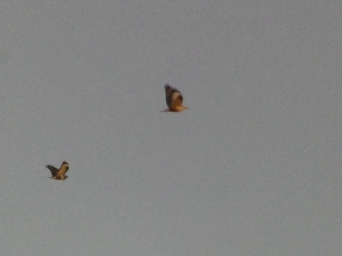 Long-legged Buzzard - ML527092271