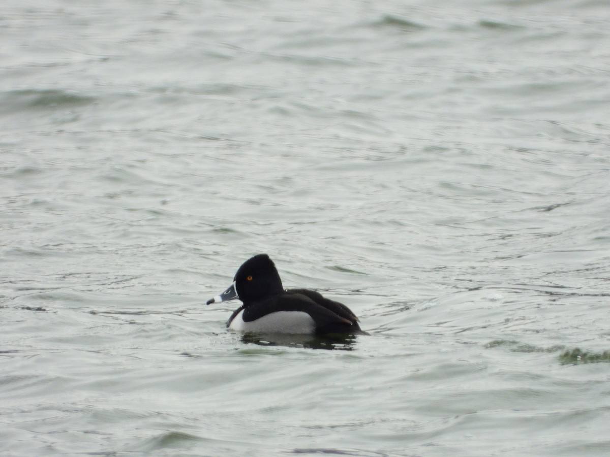 Ring-necked Duck - ML527092551