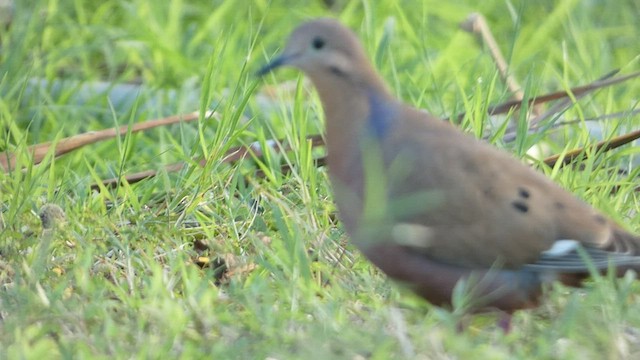 Zenaida Dove - ML527093021