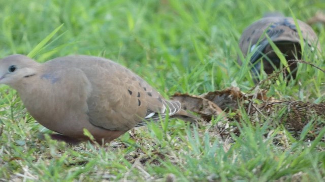 Zenaida Dove - ML527093041