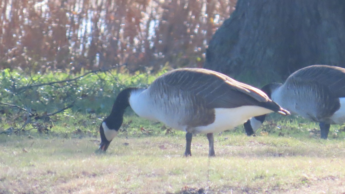 Canada Goose - ML527093281