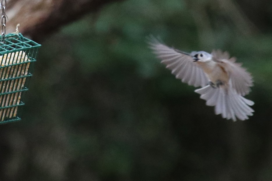 Tufted Titmouse - John Cyrus