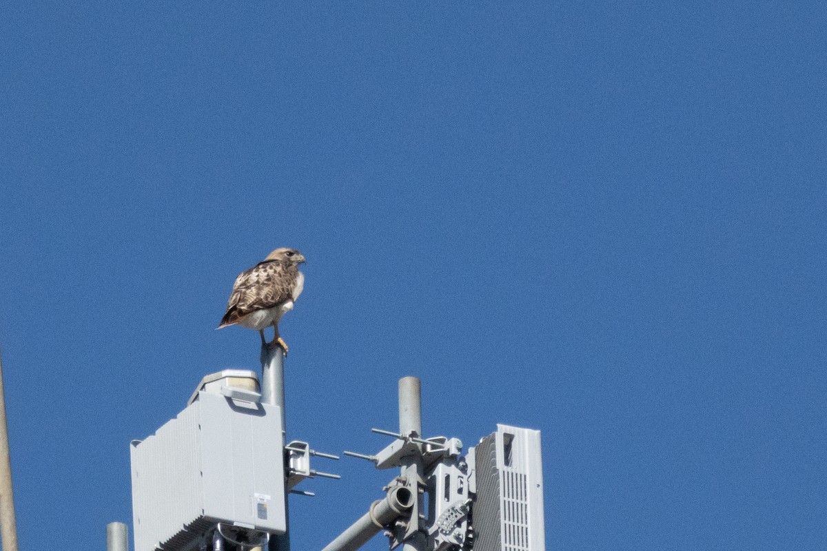 Red-tailed Hawk - ML527094781