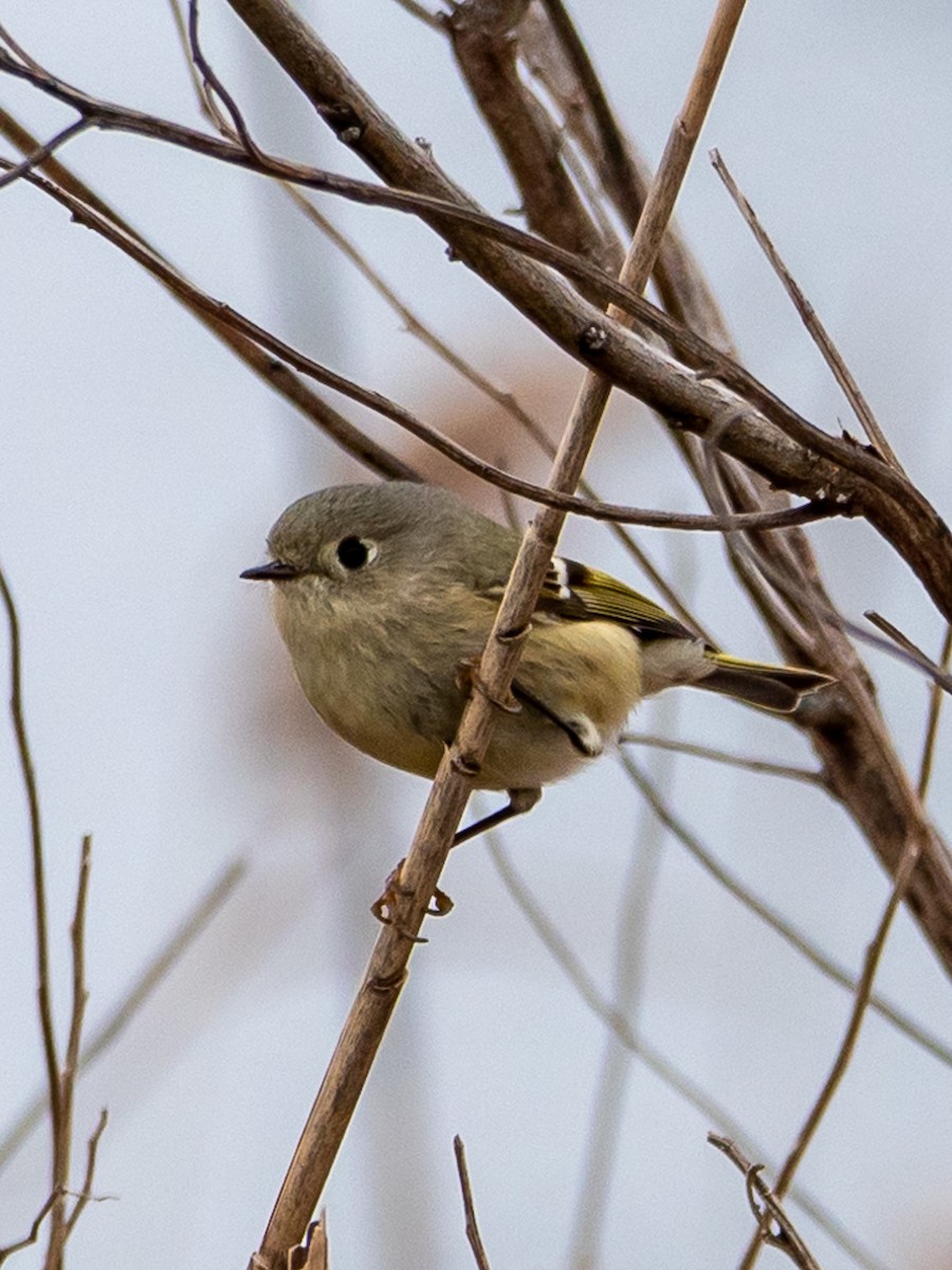 Ruby-crowned Kinglet - Doug Hosney