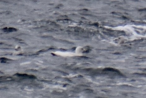 北極鷗 - ML527095531