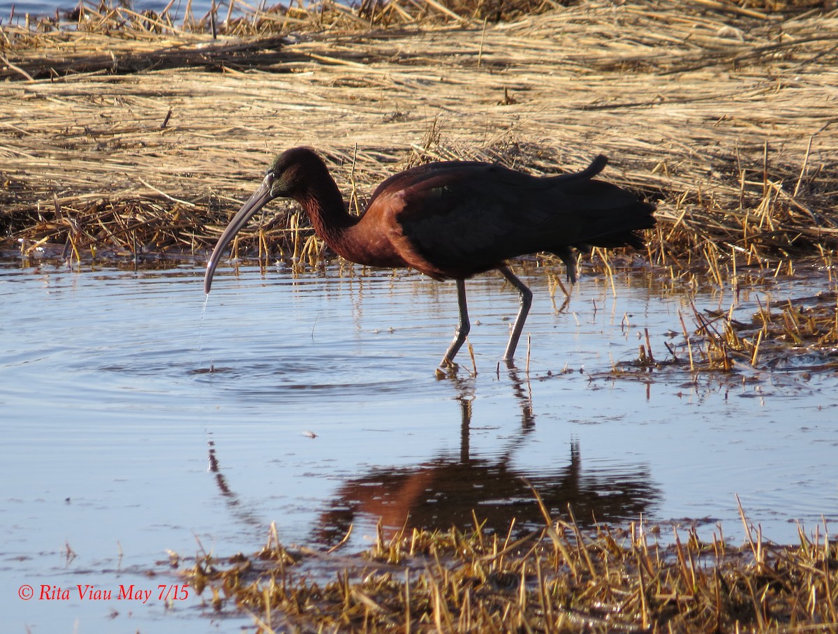 ibis hnědý - ML52709571