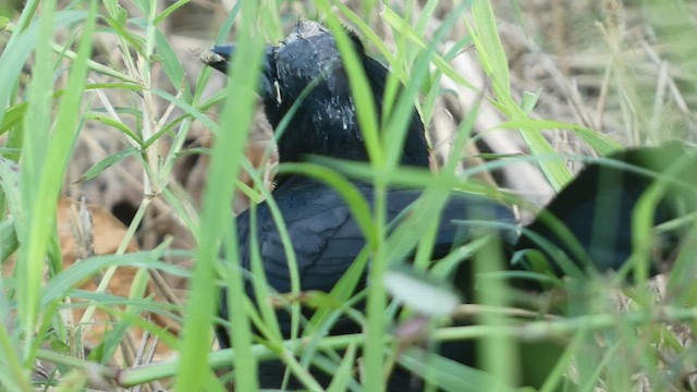 Greater Antillean Grackle - ML527098291