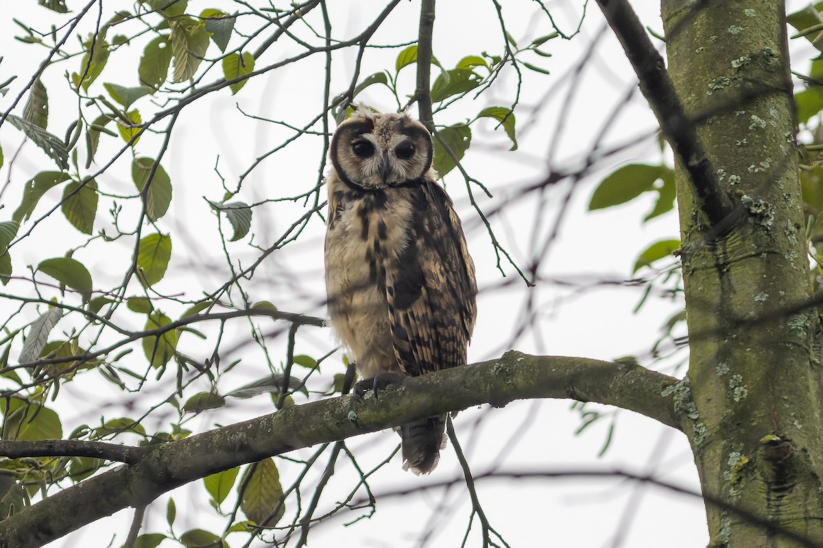 Hibou strié - ML527098841