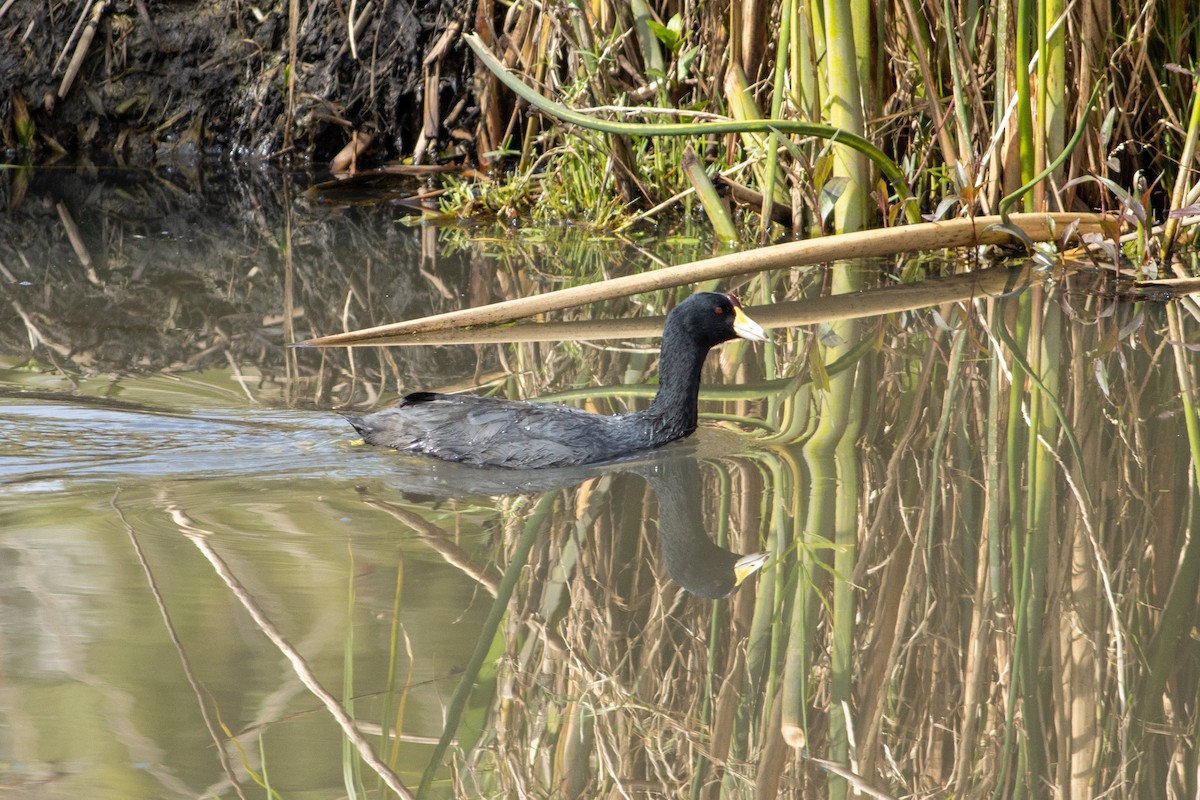 American Coot - ML527099541