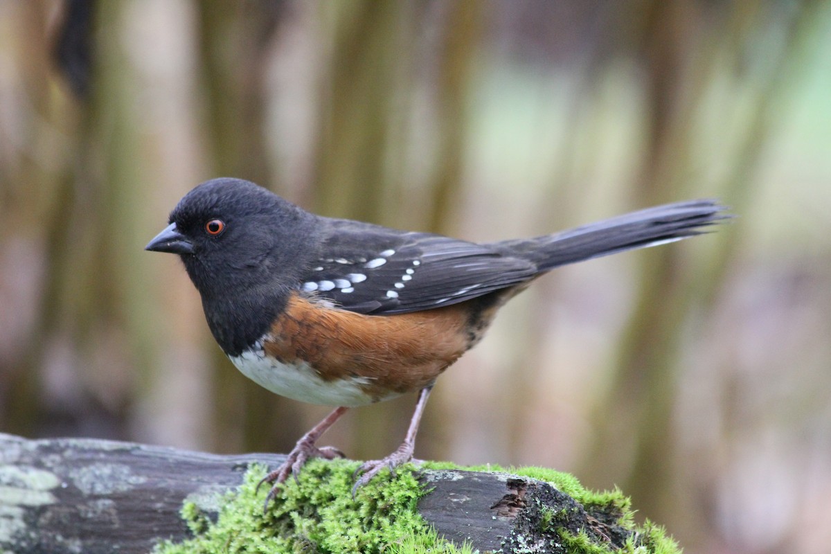 Spotted Towhee - Riley Fern