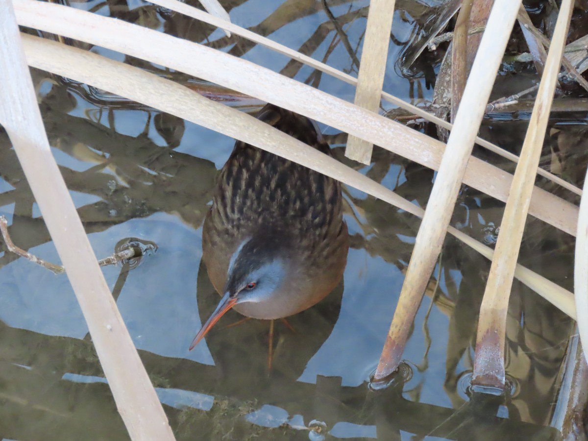 Virginia Rail - douglas diekman