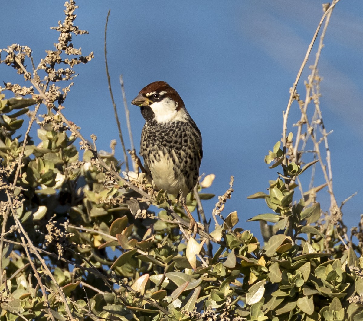 Spanish Sparrow - ML527100651