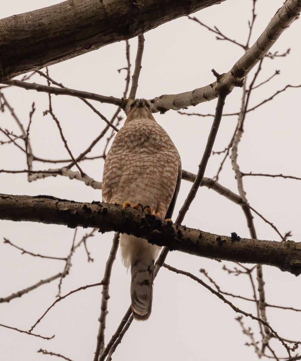 Cooper's Hawk - ML527101101