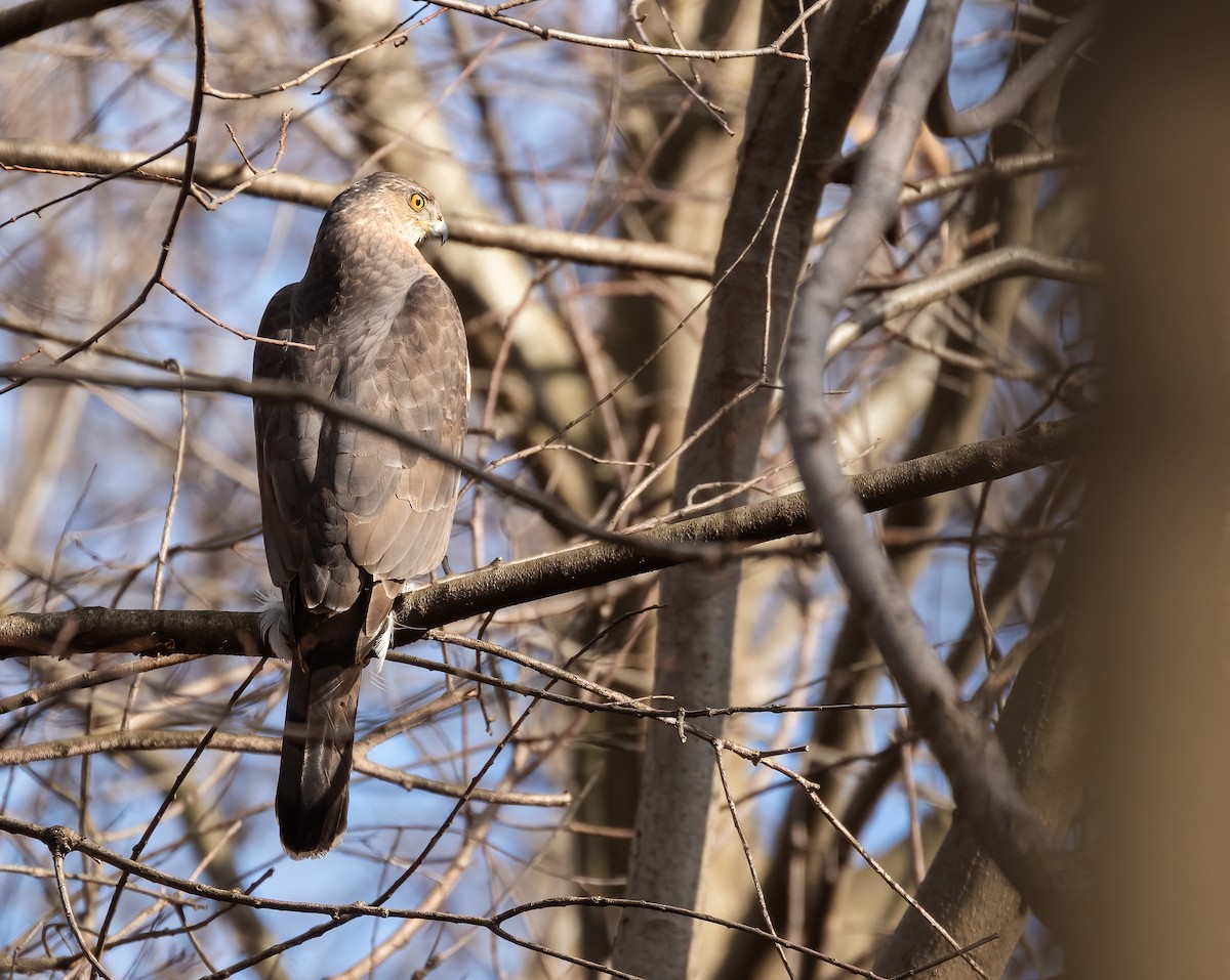 Cooper's Hawk - ML527101111