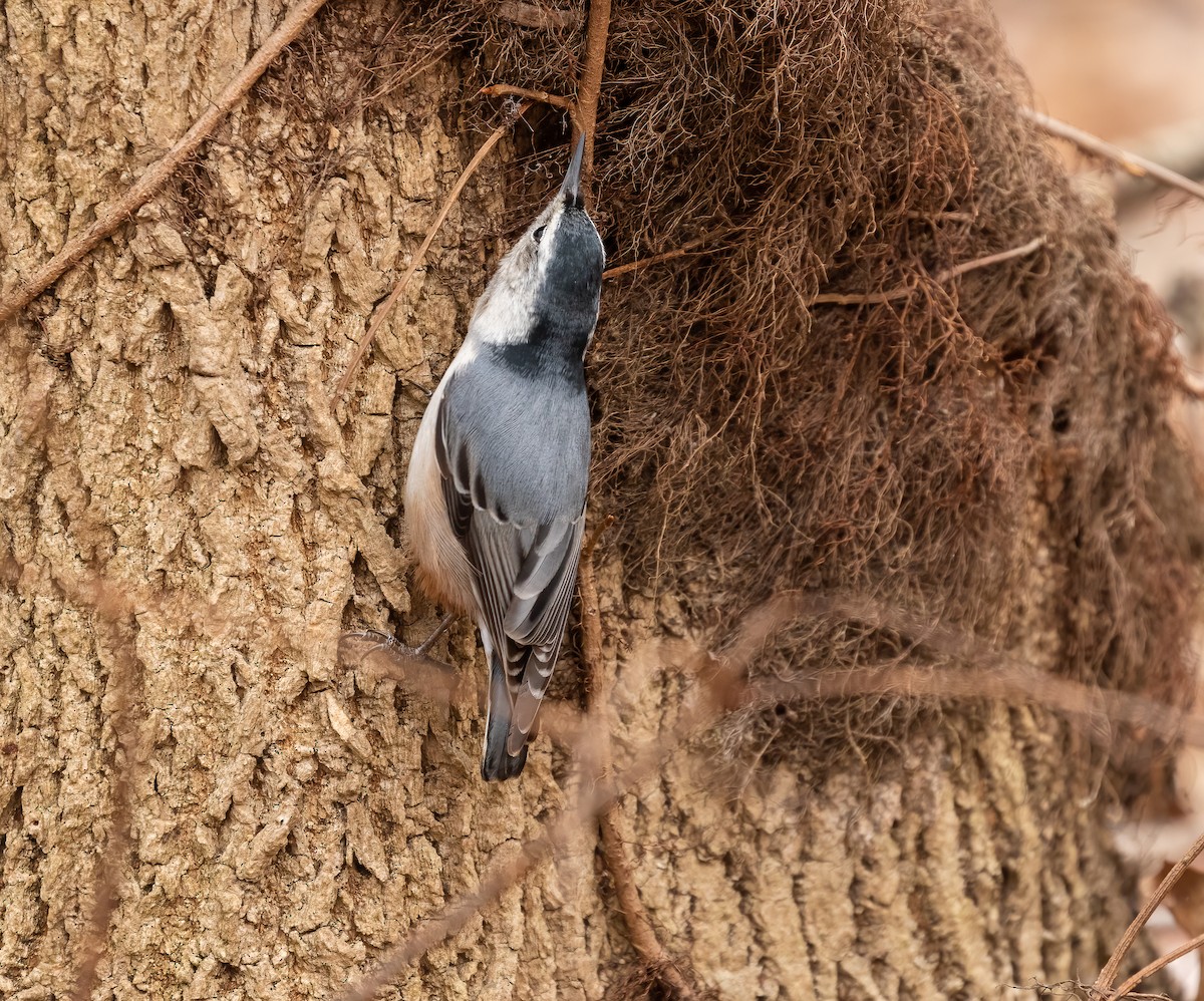 White-breasted Nuthatch - ML527101231