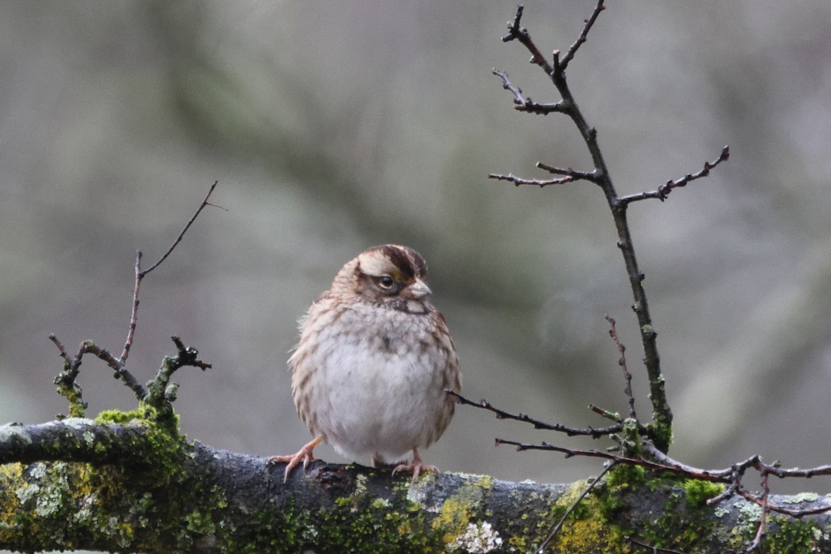 White-throated Sparrow - ML527105681