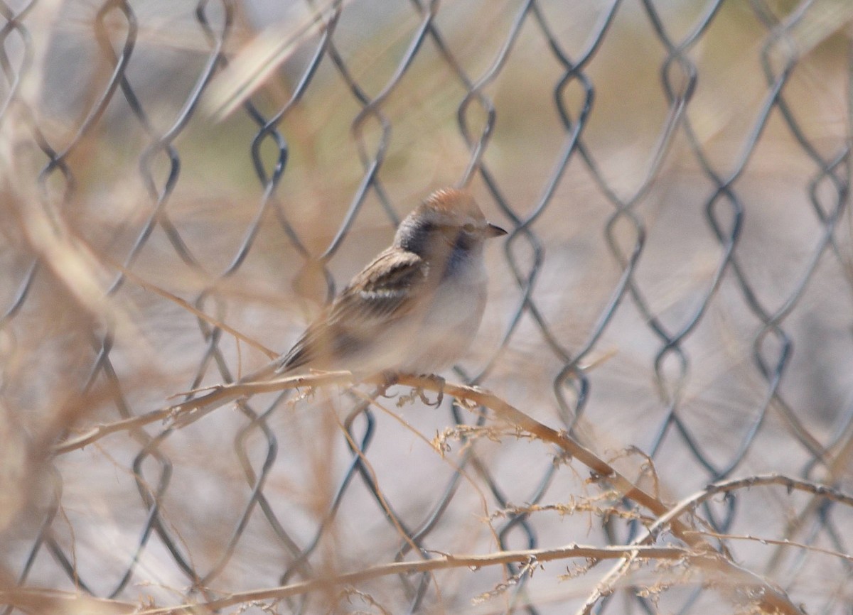 Chipping Sparrow - ML52710621