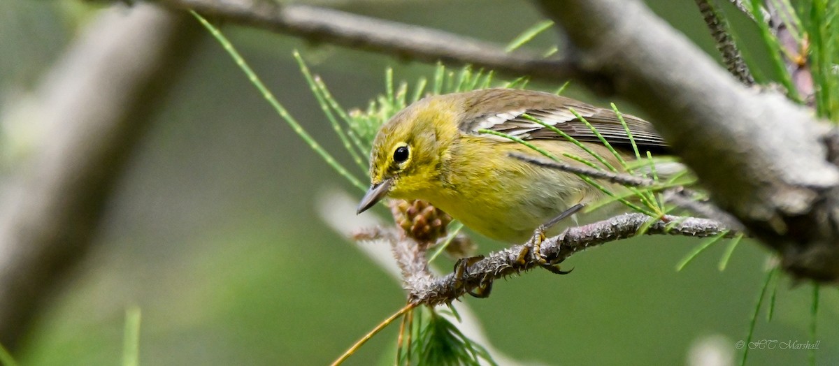 Pine Warbler - ML527106321