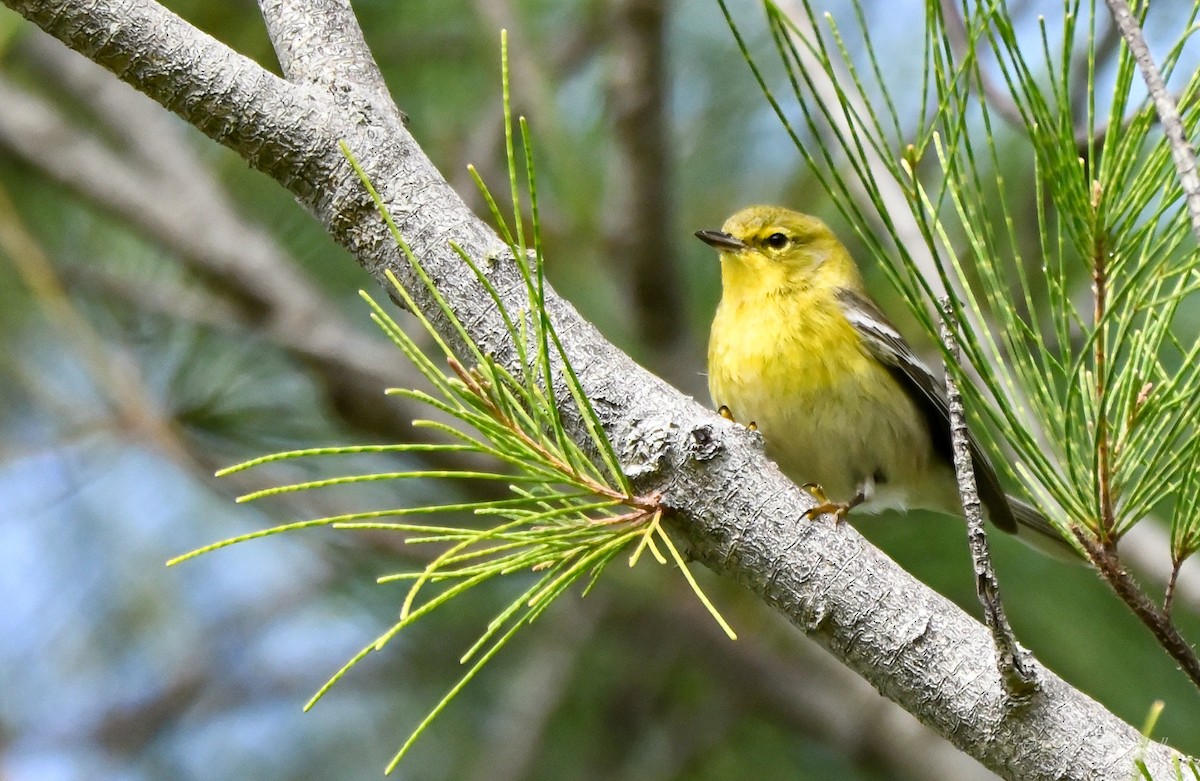 Pine Warbler - ML527106331