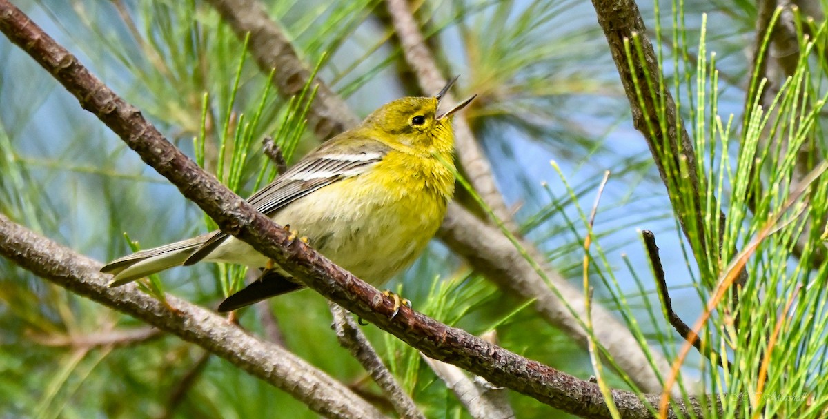 Pine Warbler - ML527106341