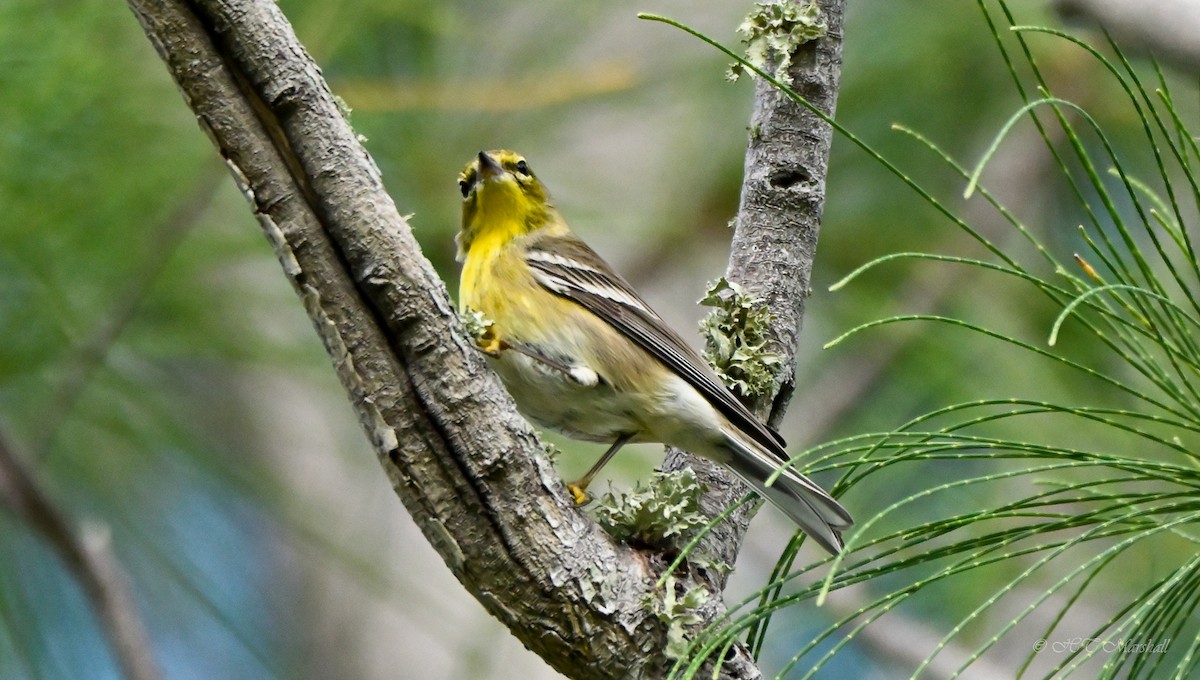 Pine Warbler - ML527106351