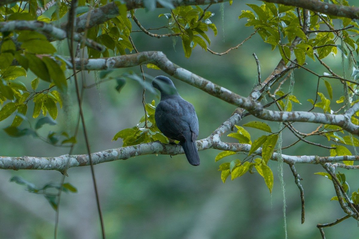 Timor Imperial-Pigeon - ML527106561