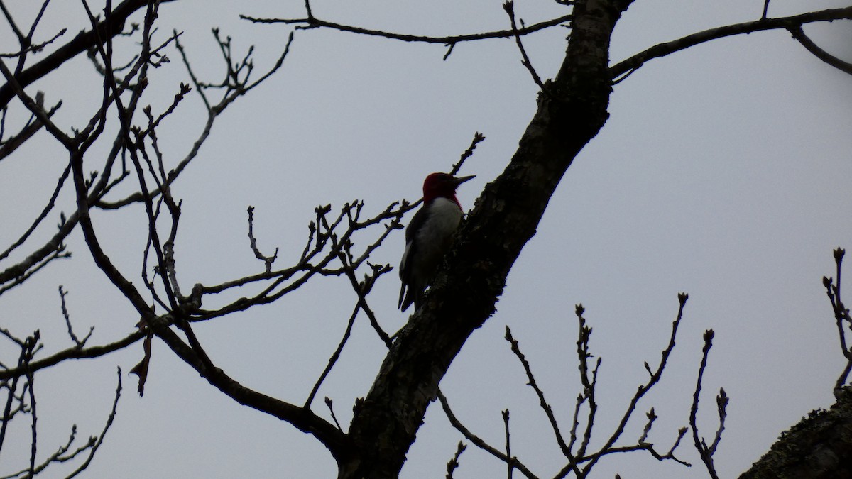 Red-headed Woodpecker - ML527107271