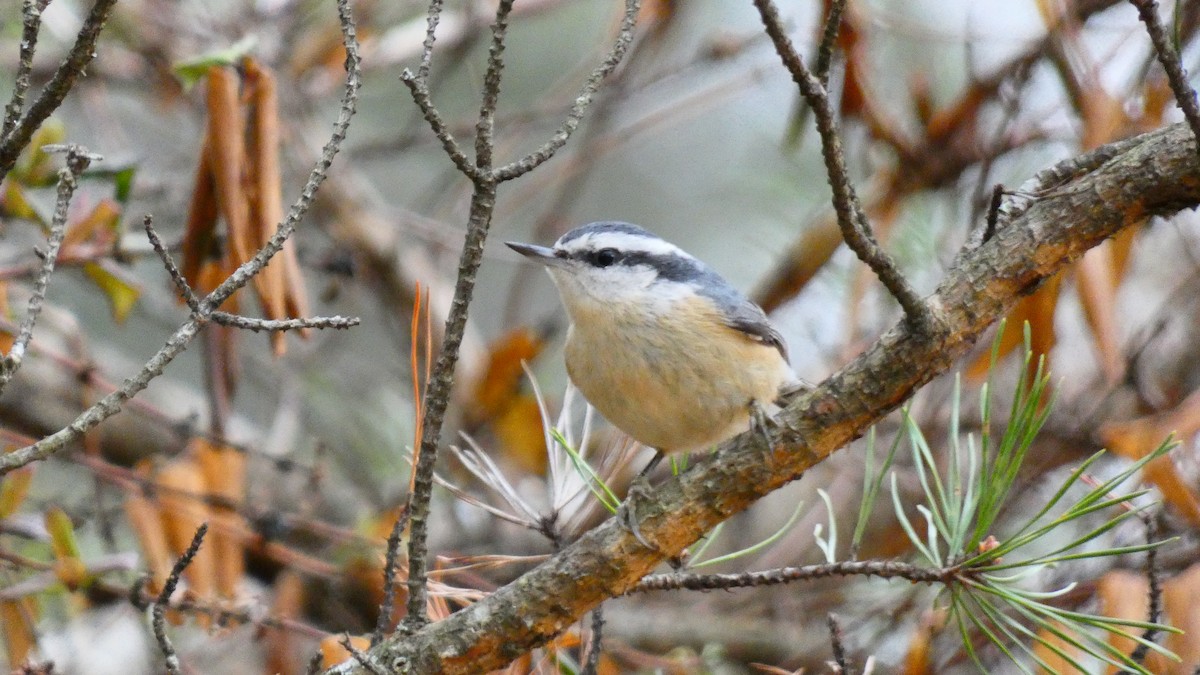 Red-breasted Nuthatch - ML527107921