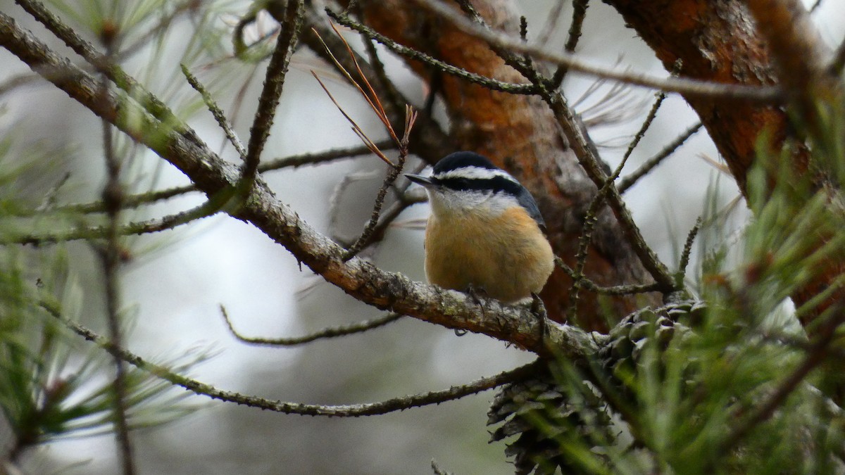 Red-breasted Nuthatch - ML527107931