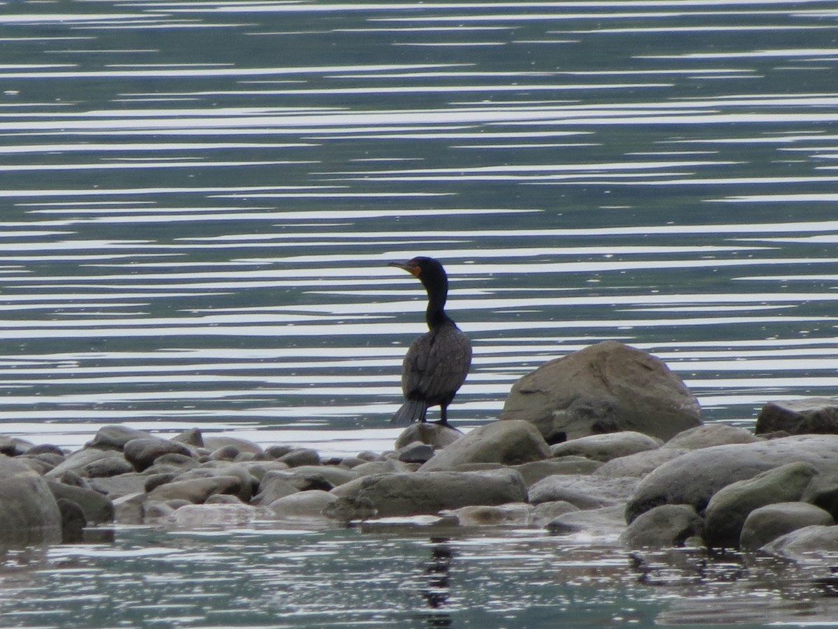 Double-crested Cormorant - ML527109541